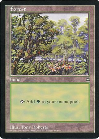 Forest (Oversized) [Oversize Cards] | Enigma On Main