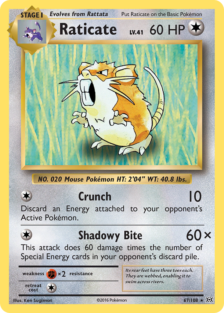 Raticate (67/108) [XY: Evolutions] | Enigma On Main